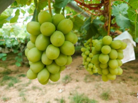 栽培しているぶどうの画像