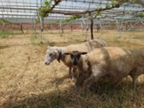 飼育している羊の画像