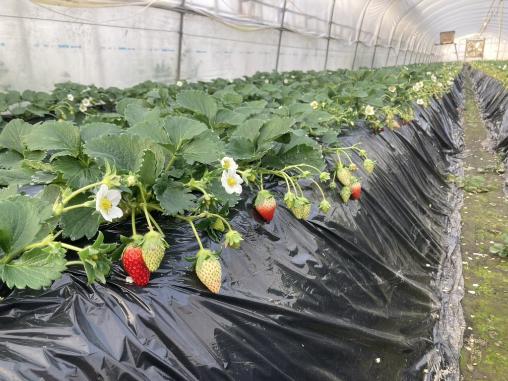 いちごハウスの園内の様子